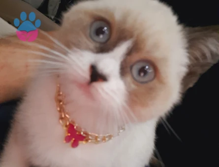 British Shorthair 1 Yaşında Kedim Eş Arıyor - 118984254