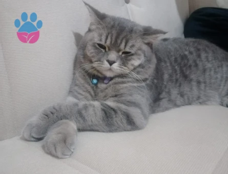 British Shorthair 1,5 Yaşında Eş Arıyor