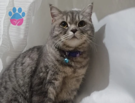 British Shorthair 1,5 Yaşında Eş Arıyor