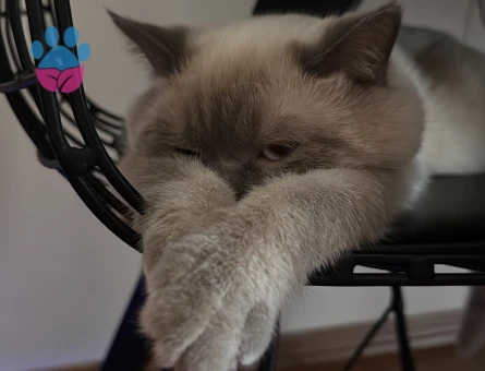 British Shorthair Blue Point cinsi erkek kedime eş arıyorum