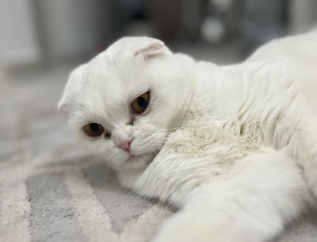 Scottish Fold dişi kedime erkek eş arıyoruz - 118978604