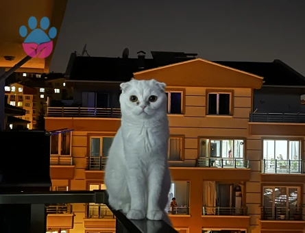 Scottish Fold dişi kedime erkek eş arıyoruz