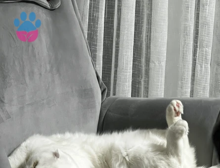 Scottish Fold dişi kedime erkek eş arıyoruz