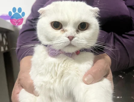 Scottish Fold dişi kedime erkek eş arıyoruz