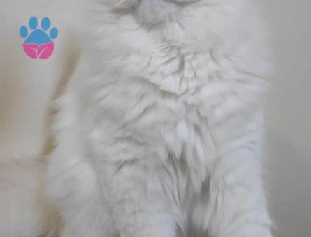 British longhair Yakışıklı Asil Safkan Beyaz oğlum