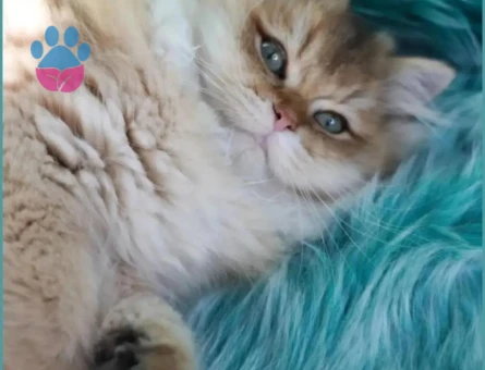 British Longhair NY12 Kodlu Yavru Eş Arıyor - 118984552