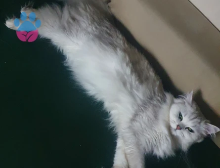 British Longhair 2 Yaşında