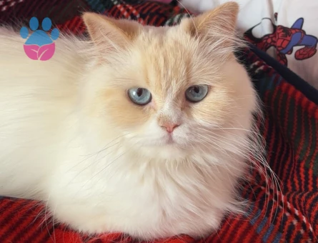 1 Yaşında British Longhair Kızıma Eş Arıyoruz - 118984559