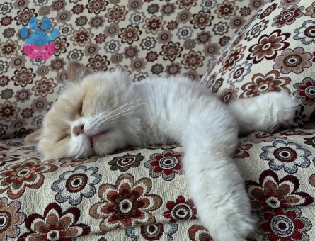 1 Yaşında British Longhair Kızıma Eş Arıyoruz