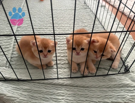 British Shorthair Golden Kedime Golden Eş Arıyor