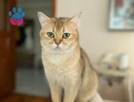 British Shorthair Golden Kedime Golden Eş Arıyor