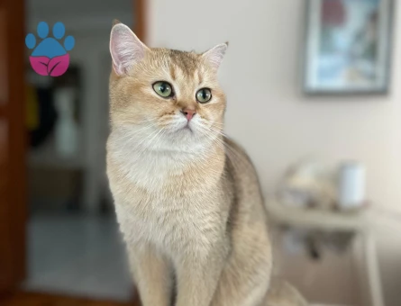 British Shorthair Golden Kedime Golden Eş Arıyor