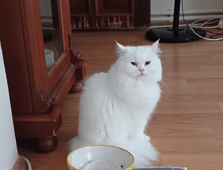 British Longhair 1 Yaşında Dişi Kızgınlıkta - 118984561