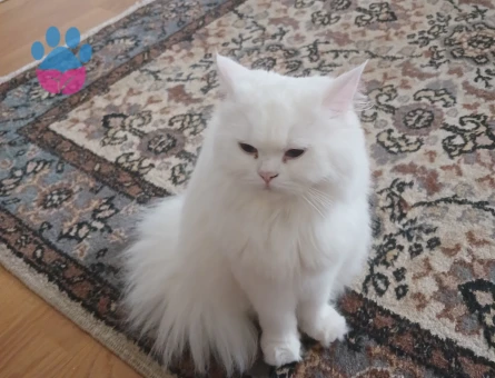 British Longhair 1 Yaşında Dişi Kızgınlıkta