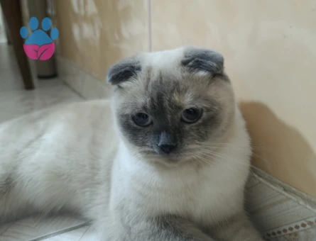 Scottish Fold Pamuğa eş Arıyoruz - 118984562