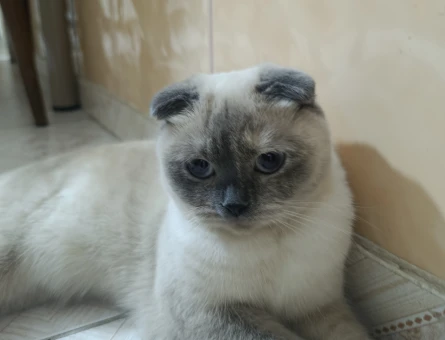 Scottish Fold Pamuğa eş Arıyoruz - 118984562