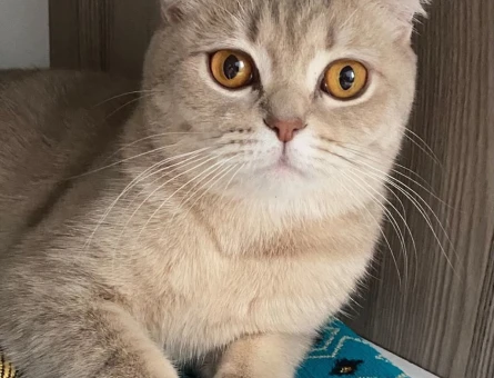 Scottish Fold 1,5 Yaşında Eş Arıyor - 118971008