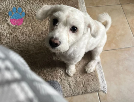Maltese Terrier Köpeğimi Çiftleştirmek İstiyorum