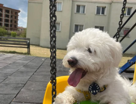 Maltese Terrier Köpeğimi Çiftleştirmek İstiyorum - 118971010
