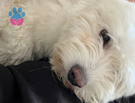 Maltese Terrier Köpeğimi Çiftleştirmek İstiyorum