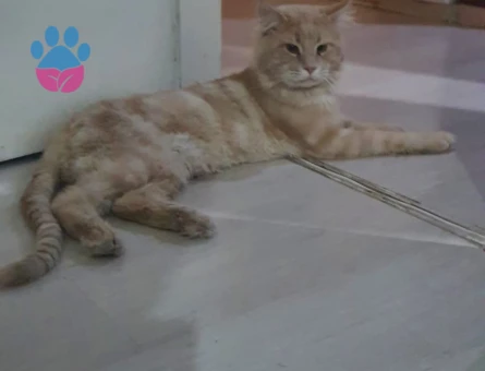 Erkek Main Coon Eş arıyoruz