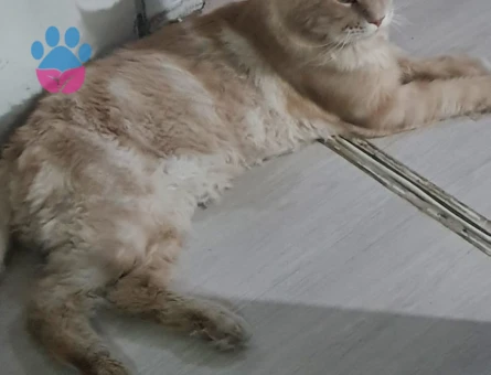 Erkek Main Coon Eş arıyoruz