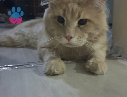 Erkek Main Coon Eş arıyoruz