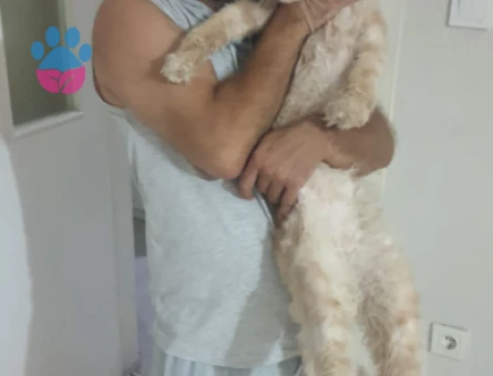 Erkek Main Coon Eş arıyoruz