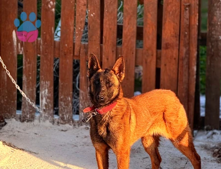 Belçika Malinos Dişi Denizli