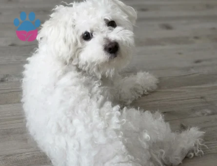 Maltese Terrier Prensime prenses arıyorum - Görsel 2