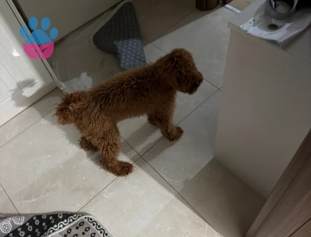 Toy Poodle Köpeğime eş arıyorum - Görsel 3