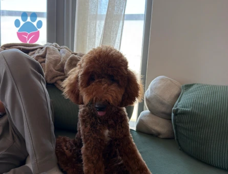 Toy Poodle Köpeğime eş arıyorum - Görsel 4