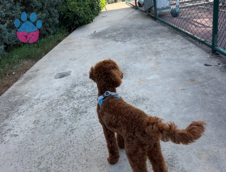 Toy Poodle Köpeğime eş arıyorum - Görsel 5