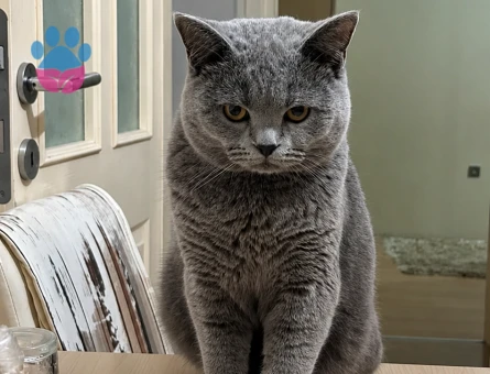 British shorthair 1 Yaşında Eş Arıyor - 118984846