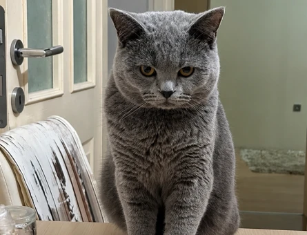 British shorthair 1 Yaşında Eş Arıyor - 118984846