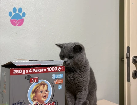 British shorthair 1 Yaşında Eş Arıyor - Görsel 3