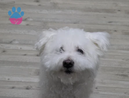 Maltese Terrier Prensime prenses arıyorum - Görsel 4