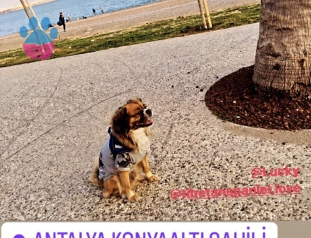 CAN DOSTUMUZA EŞ ARIYORUZ ✨ - Görsel 3