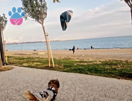 CAN DOSTUMUZA EŞ ARIYORUZ ✨ - Görsel 4