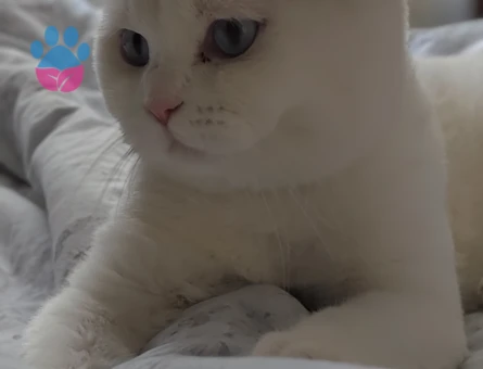 Scottish Fold Oğlum Pamuğa Eş Arıyoruz - 118984847