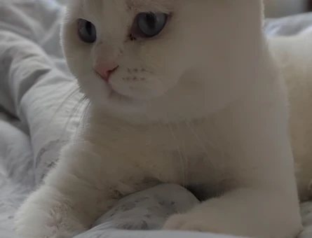 Scottish Fold Oğlum Pamuğa Eş Arıyoruz - 118984847
