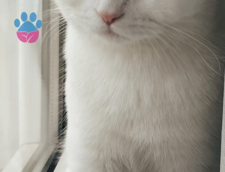 Scottish Fold Oğlum Pamuğa Eş Arıyoruz - Görsel 3