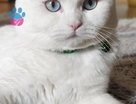 Scottish Fold Oğlum Pamuğa Eş Arıyoruz - Görsel 4