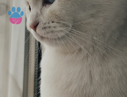Scottish Fold Oğlum Pamuğa Eş Arıyoruz - Görsel 5