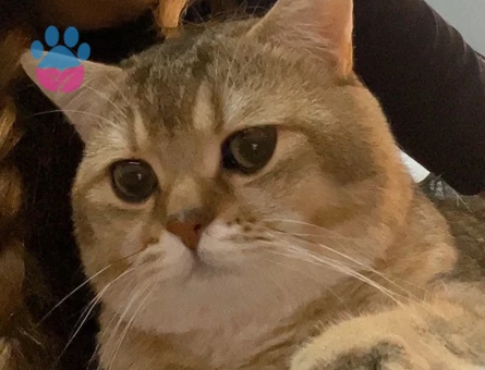 british shorthair golden cinsi oğluma eş kendime gelin arıyorum:))