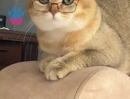 british shorthair golden cinsi oğluma eş kendime gelin arıyorum:))