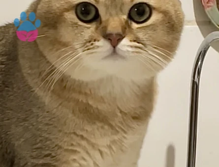 british shorthair golden cinsi oğluma eş kendime gelin arıyorum:))