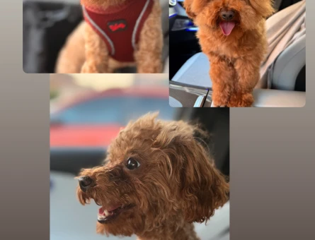 1 yaşında erkek toy poddle köpeğim için çiftleştirme - 118979688
