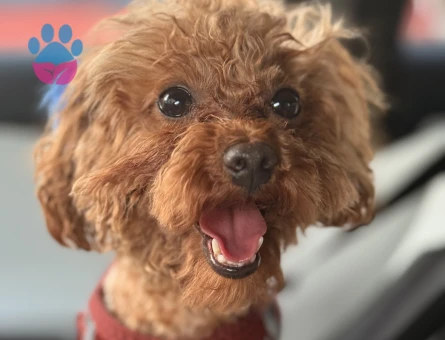 1 yaşında erkek toy poddle köpeğim için çiftleştirme