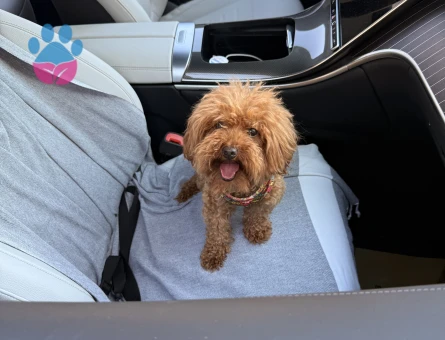 1 yaşında erkek toy poddle köpeğim için çiftleştirme